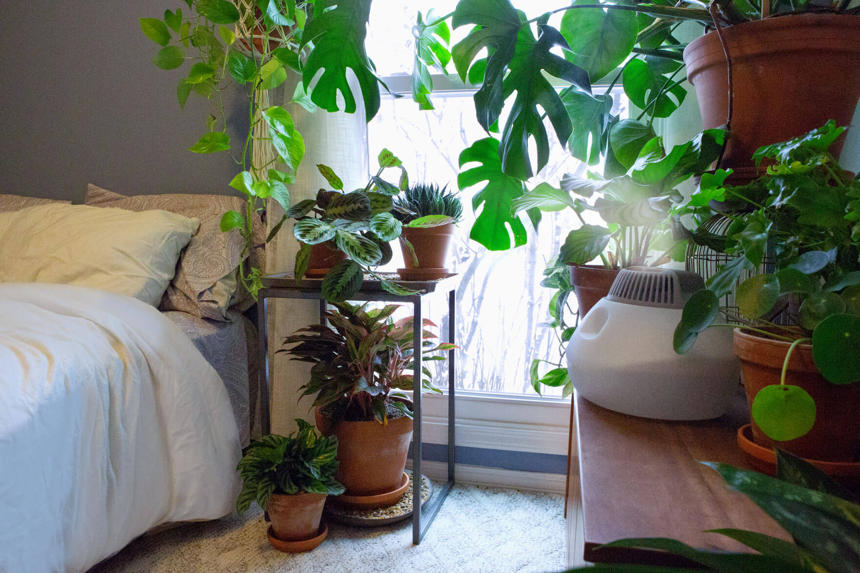 How to Increase the Humidity for Your Houseplants