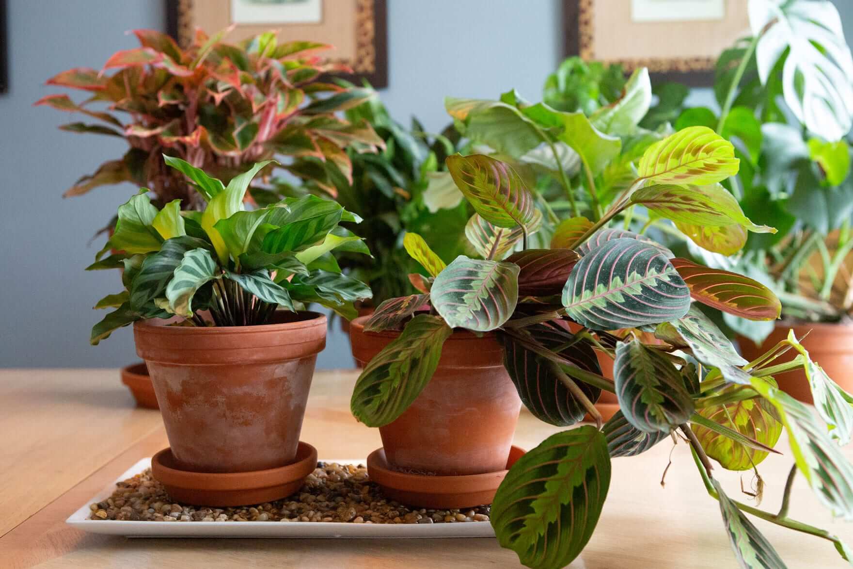 Humidifiers with Plants