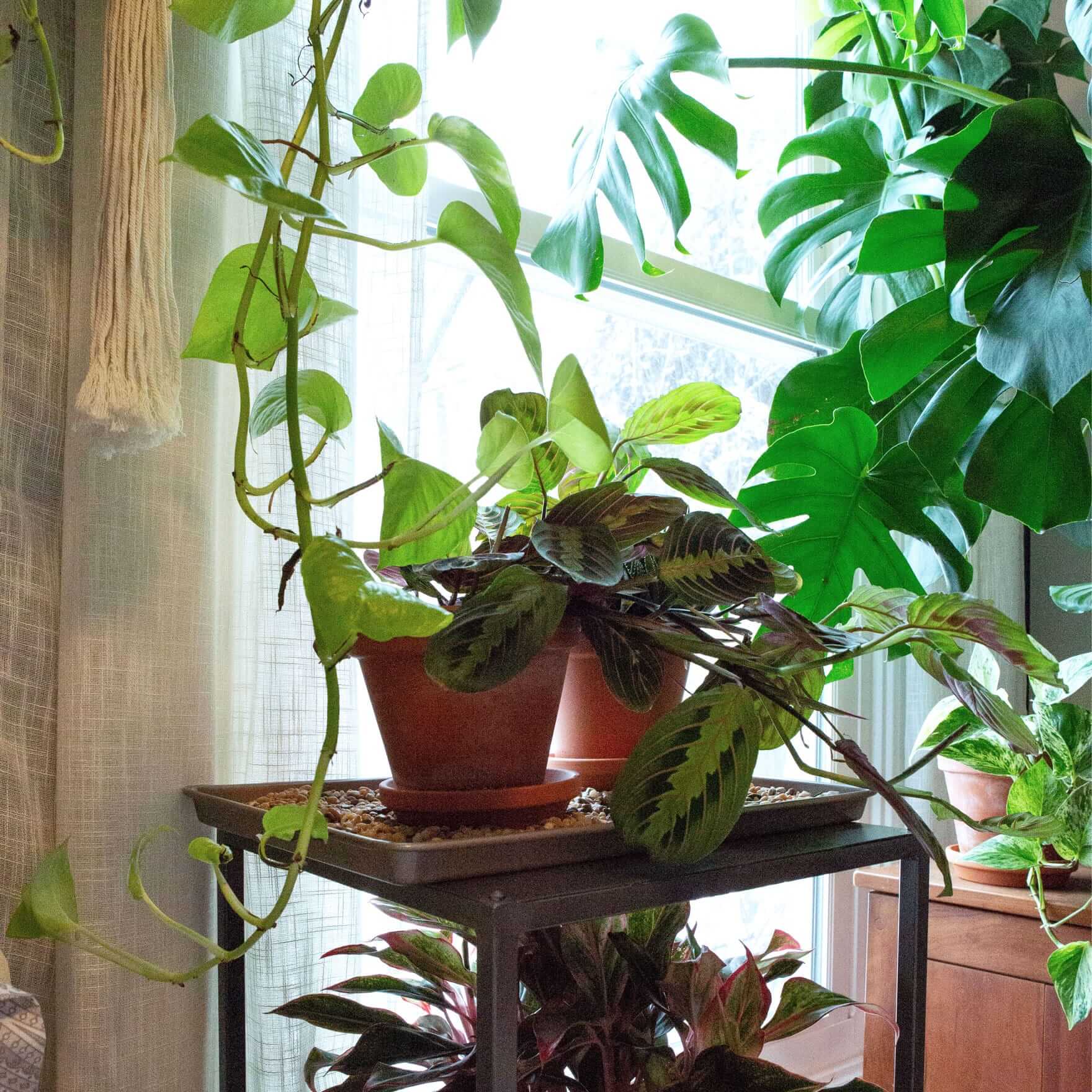 Caring for your plants while you're away
