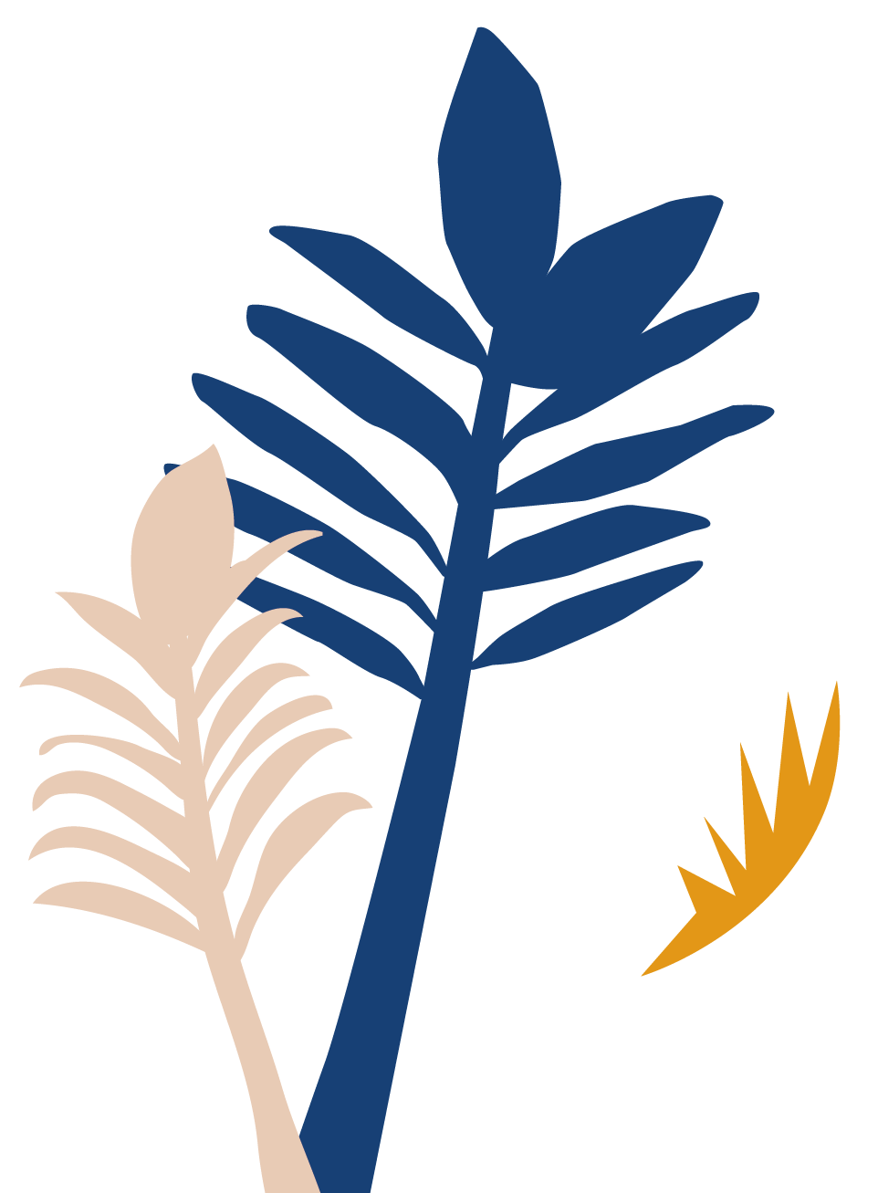 Buy Potted Zenzi Plant