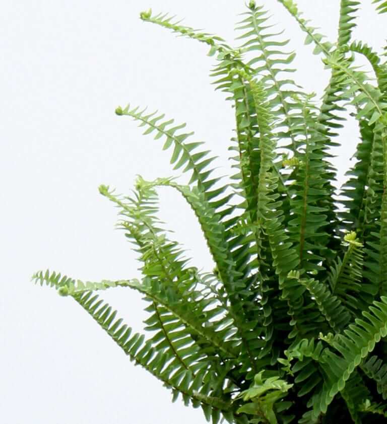 Grow-How™ Tips: Boston Fern Care | Bloomscape