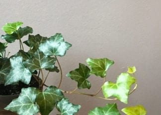 Plant Mom Tips: Hedera Ivy Care
