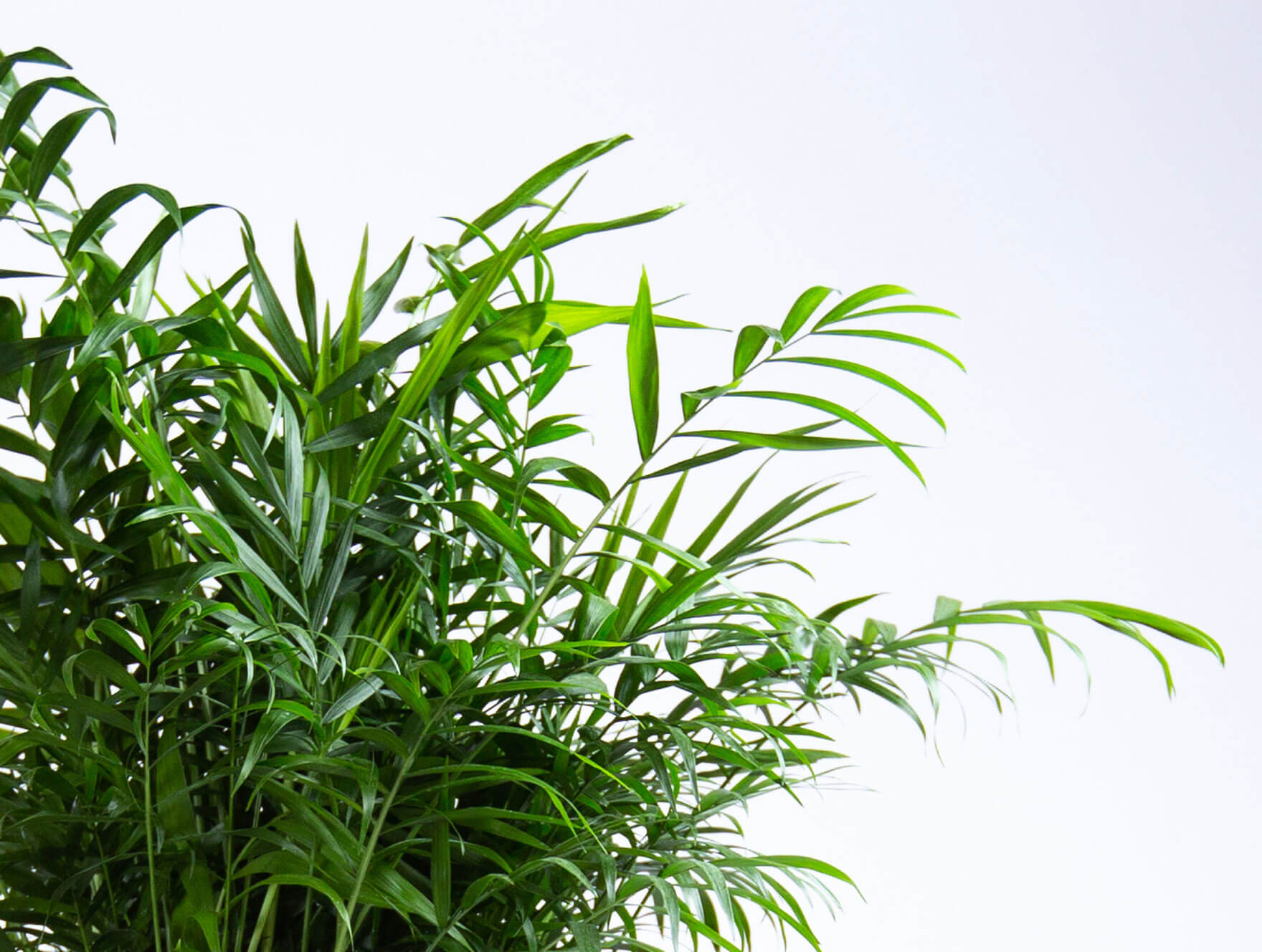 Plant Mom's Tips: Parlor Palm Care