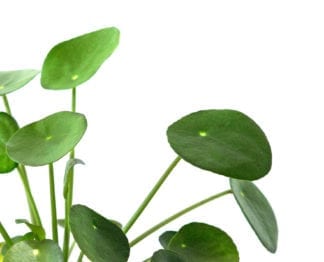 Plant Mom Tips: Pilea Care