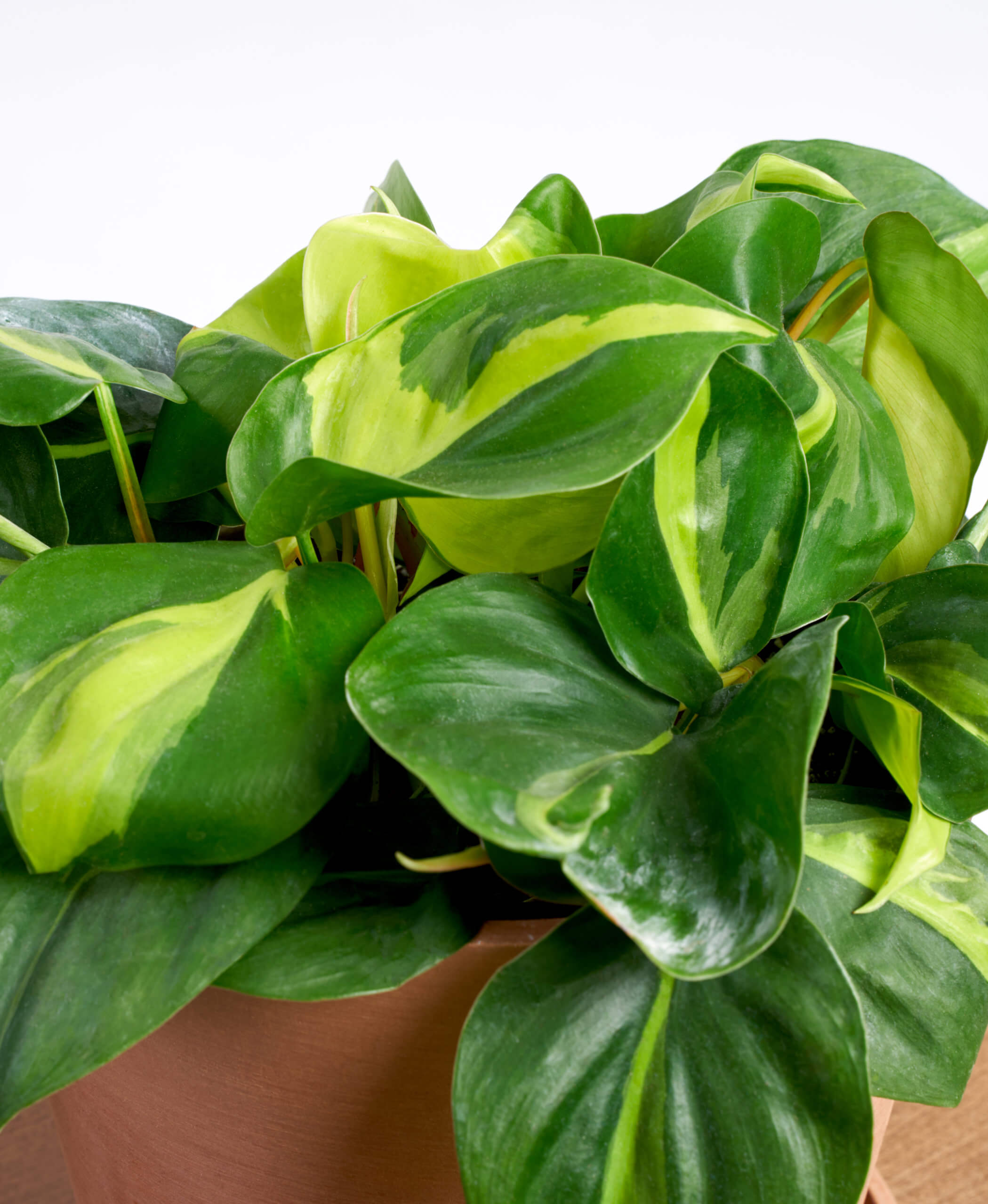 Buy Potted Philodendron Brasil Indoor Plant Bloomscape Buy Potted Philodendron Brasil Indoor Plant Bloomscape