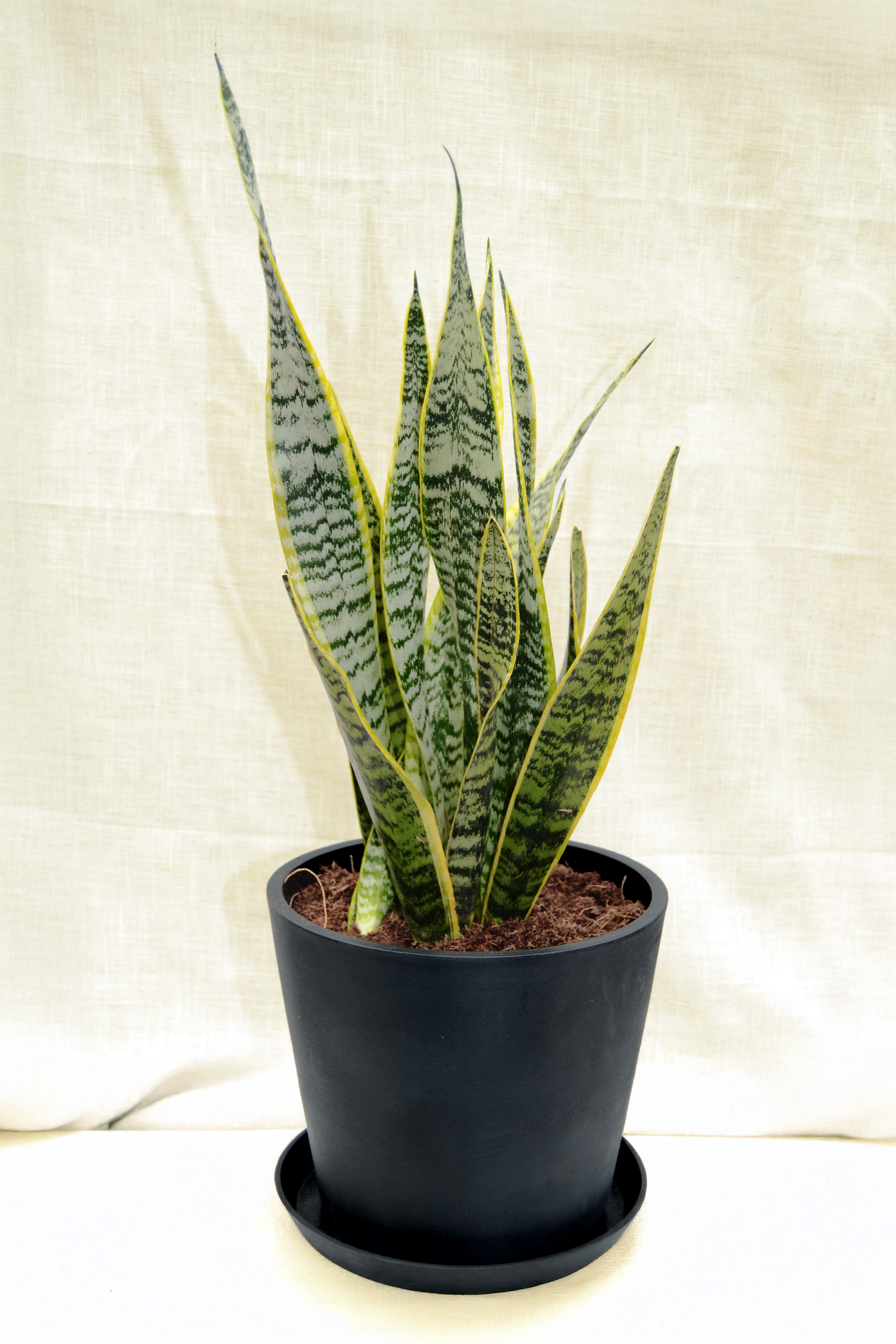 Sansevieria_Laurentii1 Sansevieria_Laurentii1