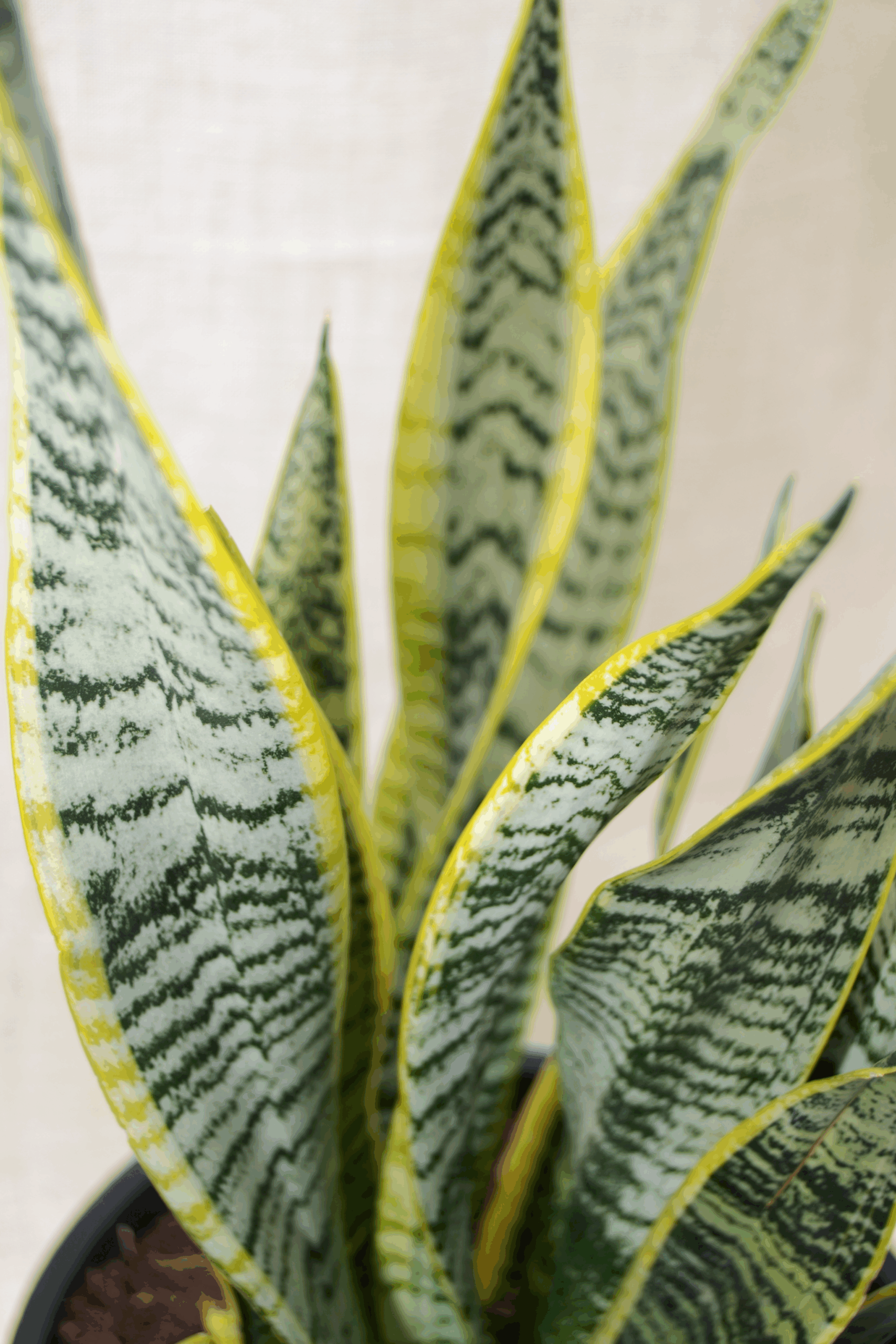 Sansevieria_Laurentii3 (1) Sansevieria Laurentii detail