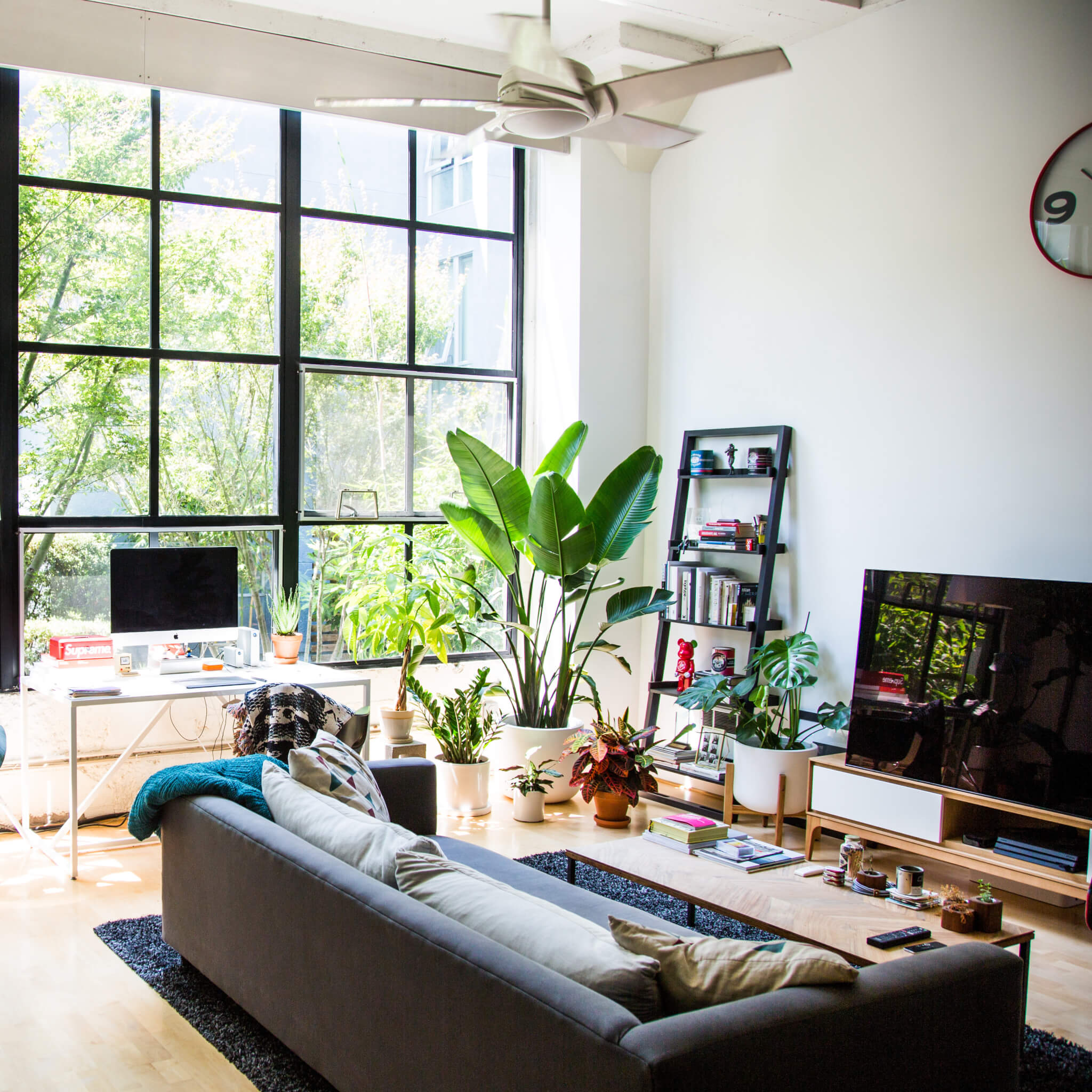 Bloomscape Living room ready plants delivered to your door