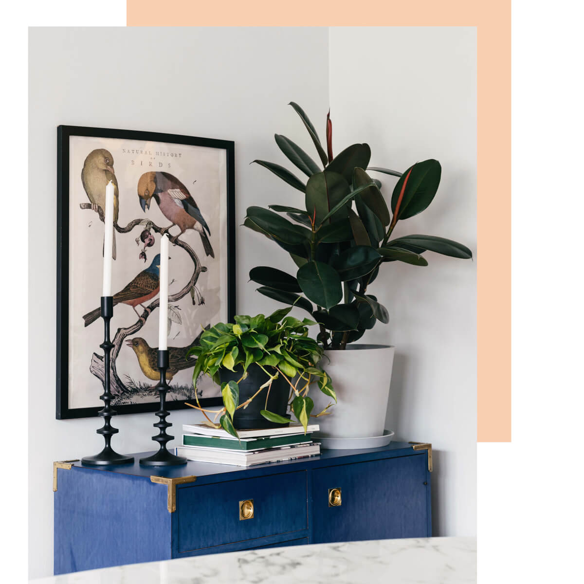 Bloomscape Buy Plants Online