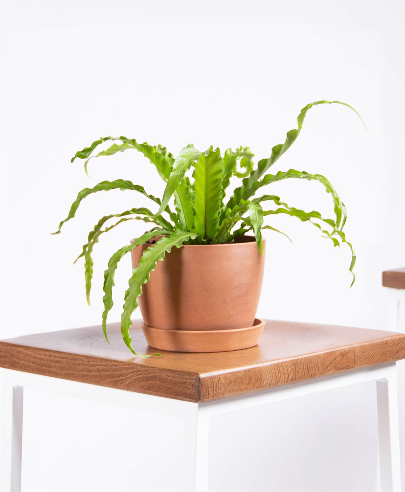 Buy Potted Bloomscape Bird's Nest Fern Buy Potted Bloomscape Bird's Nest Fern