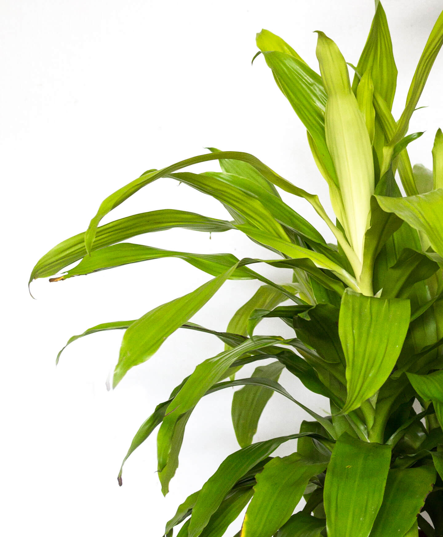 Why Are My Dracaena S Leaves Turning Yellow Bloomscape Why Are My Dracaena S Leaves Turning Yellow Bloomscape