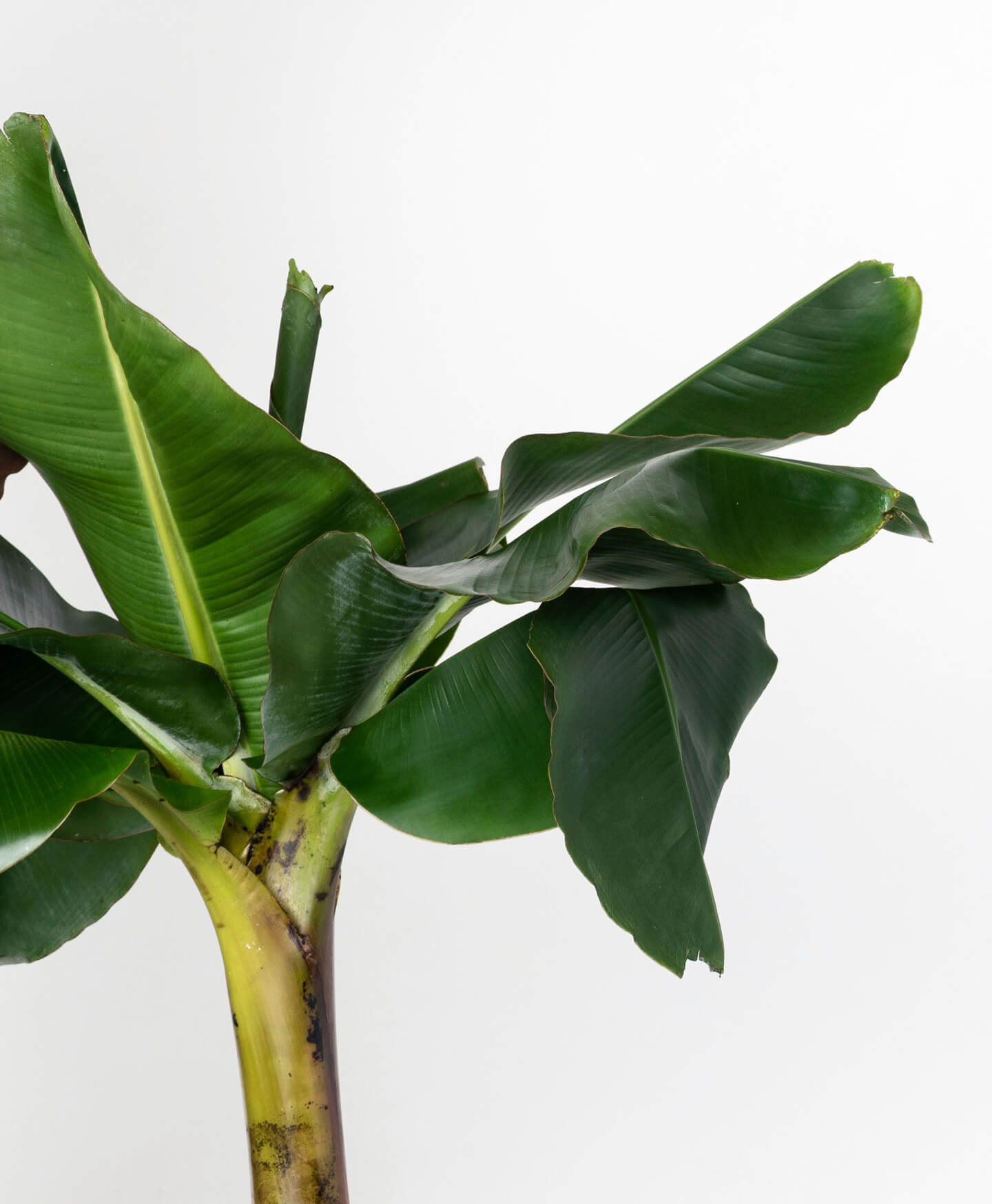 Banana Plant Care - How To Grow & Maintain Banana Plants Indoors |  Apartment Therapy