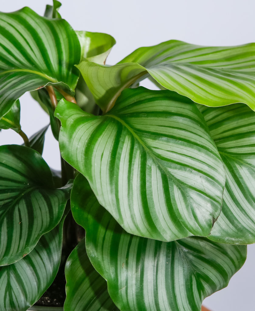 Buy Potted Bloomscape Calathea Orbifolia Indoor Plant