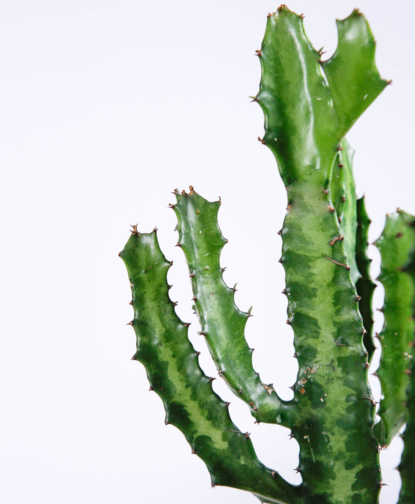 Why Is My Cactus Squishy? (10 Reasons And How to Fix Them)  