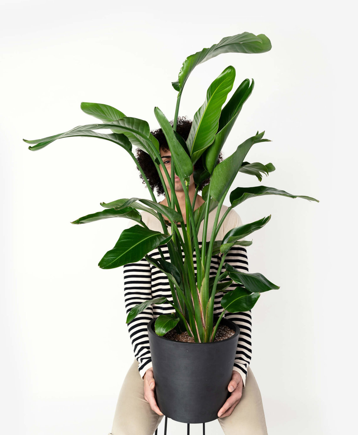 Buy Extra Large, Potted Bird of Paradise Indoor Plant
