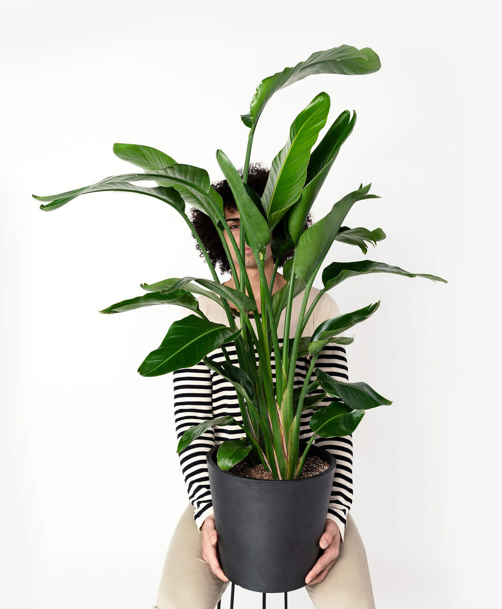 Buy Potted Bloomscape Bird of Paradise Indoor Plant