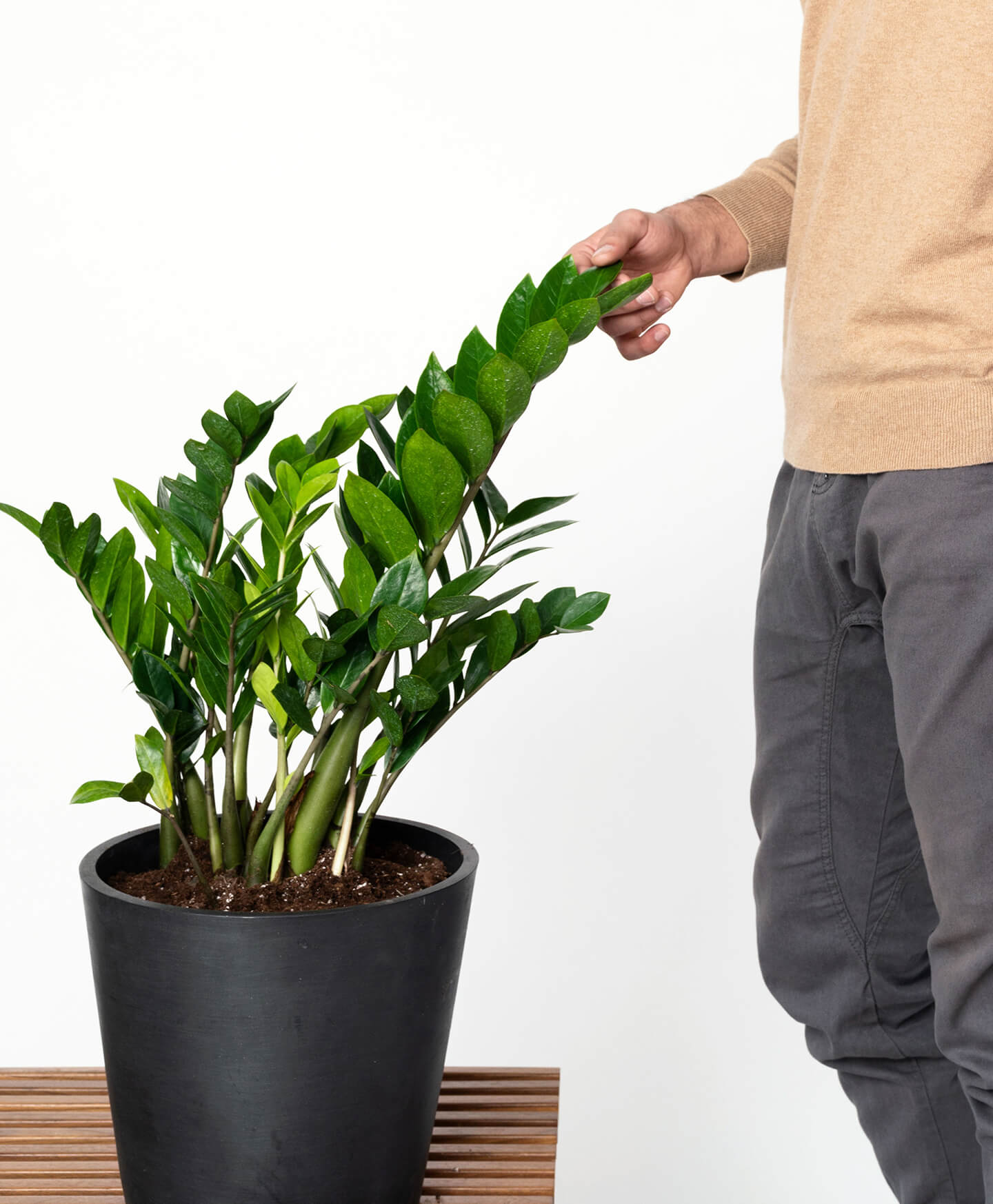 buy potted zz plant indoor plant | bloomscape