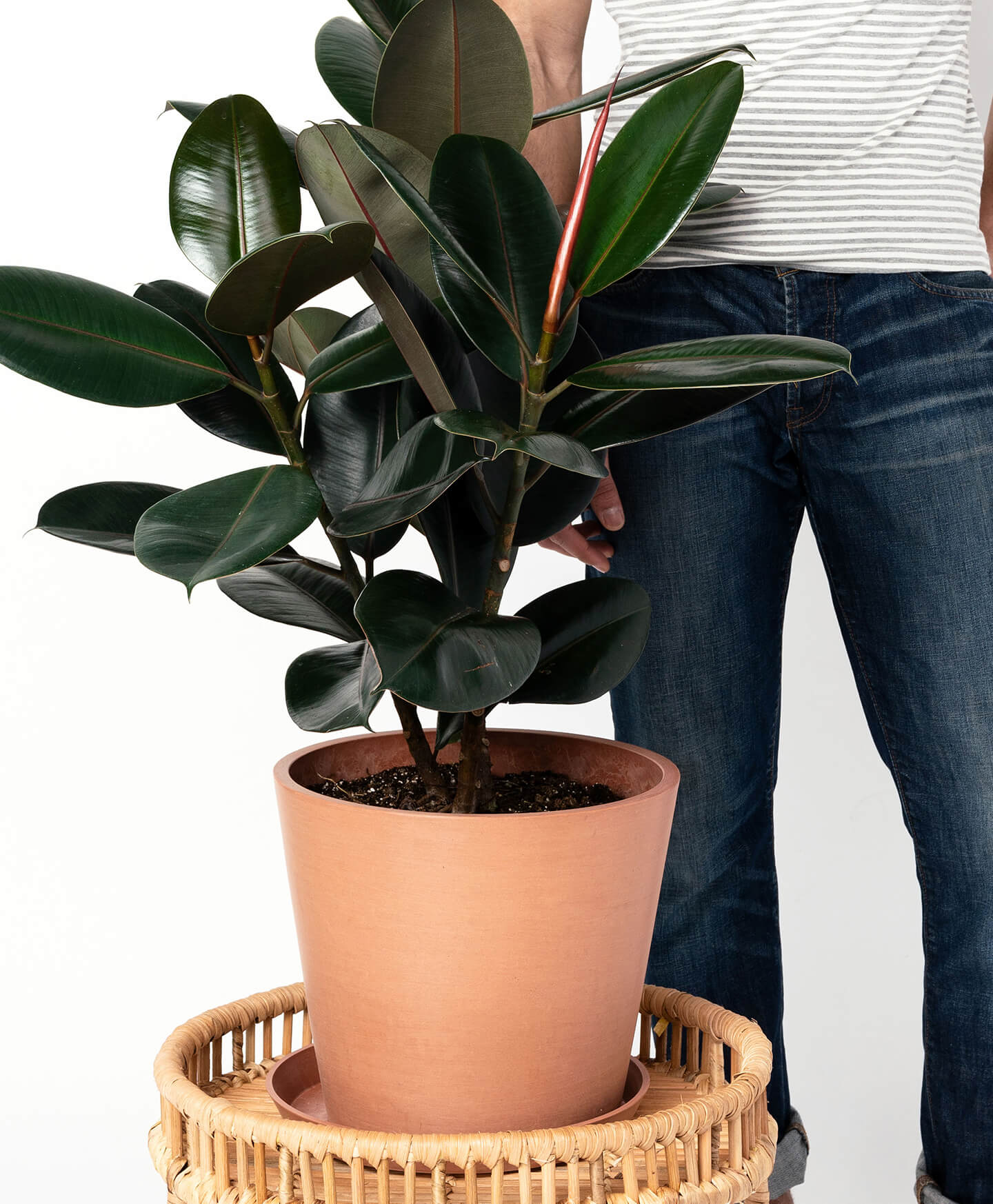 Buy Potted Bloomscape Burgundy Rubber Tree