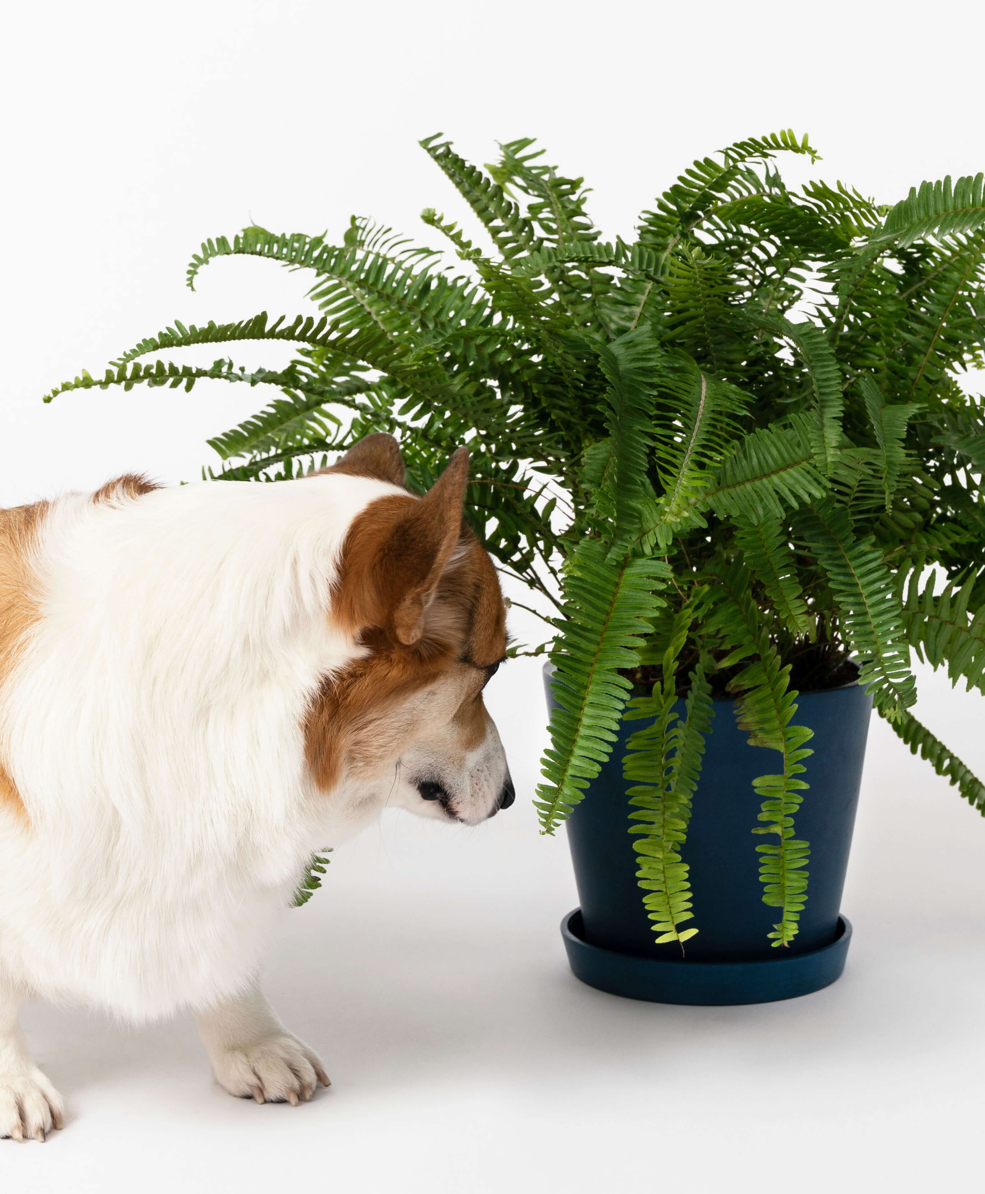 Buy Bloomscape Potted Kimberly Queen Fern