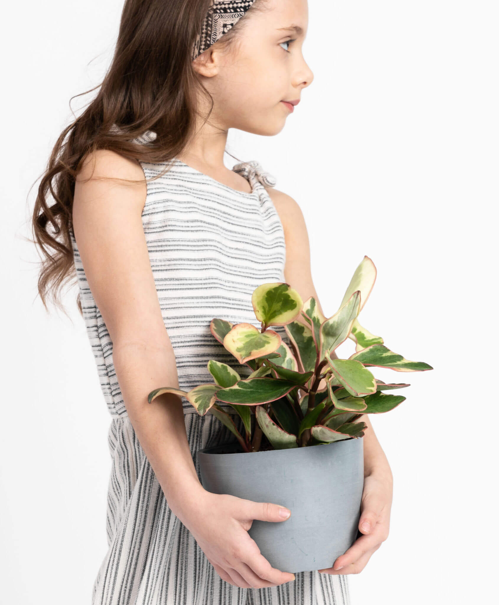 Buy Potted Bloomscape Peperomia Ginny Buy Potted Bloomscape Peperomia Ginny