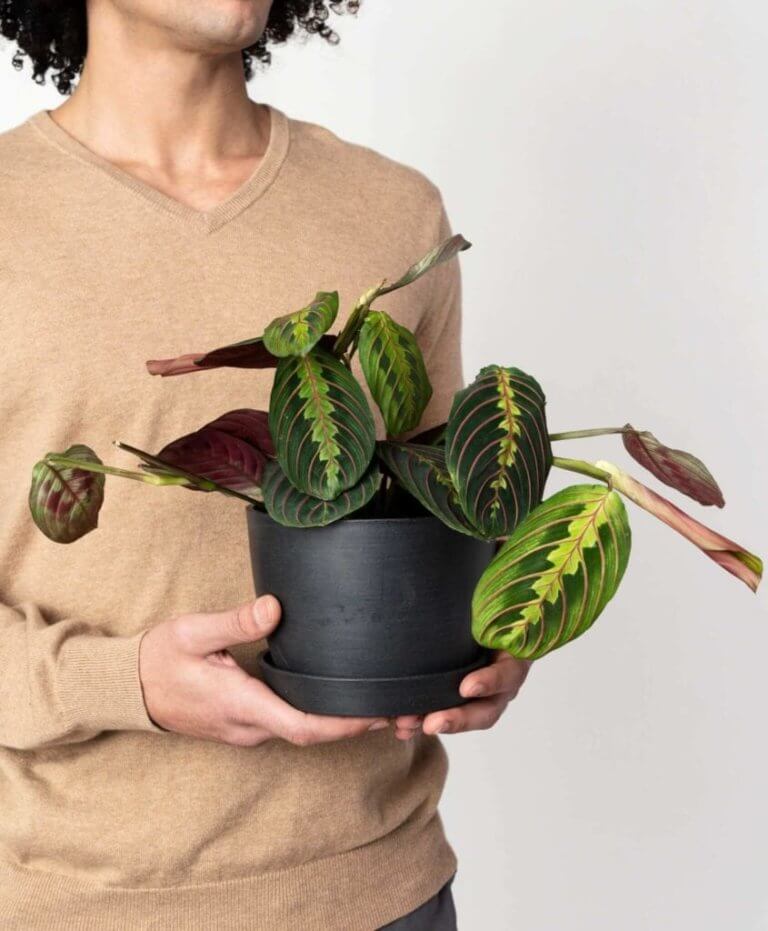 Buy Potted Red Prayer Plant (Maranta) Bloomscape