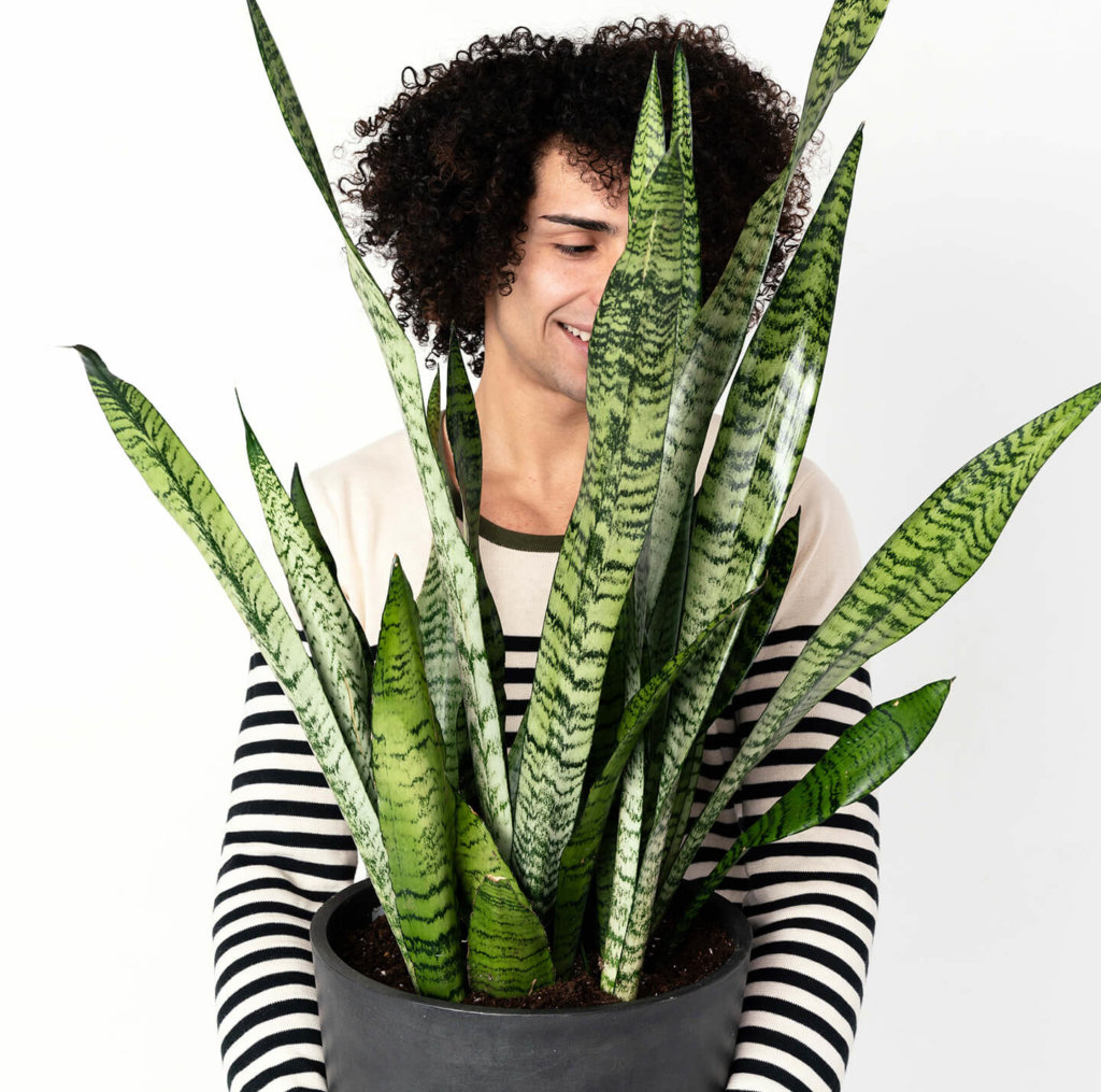 Buy Potted Bloomscape Sansevieria