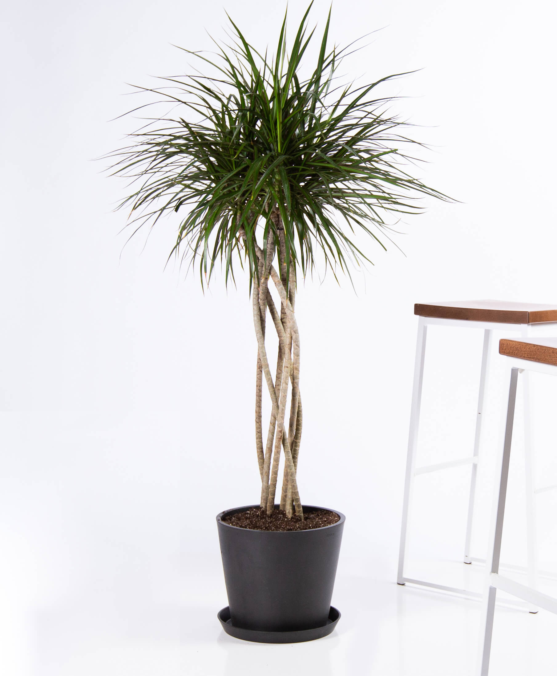 Dracaena Marginata Open Weave Bloomscape
