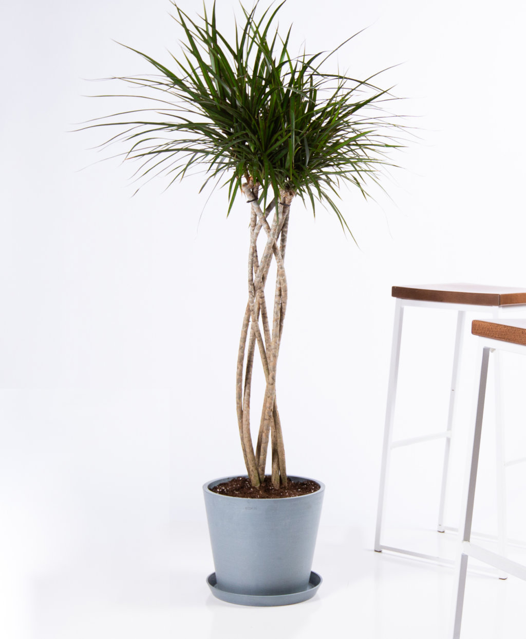 Low-Light-Indoor-Plants