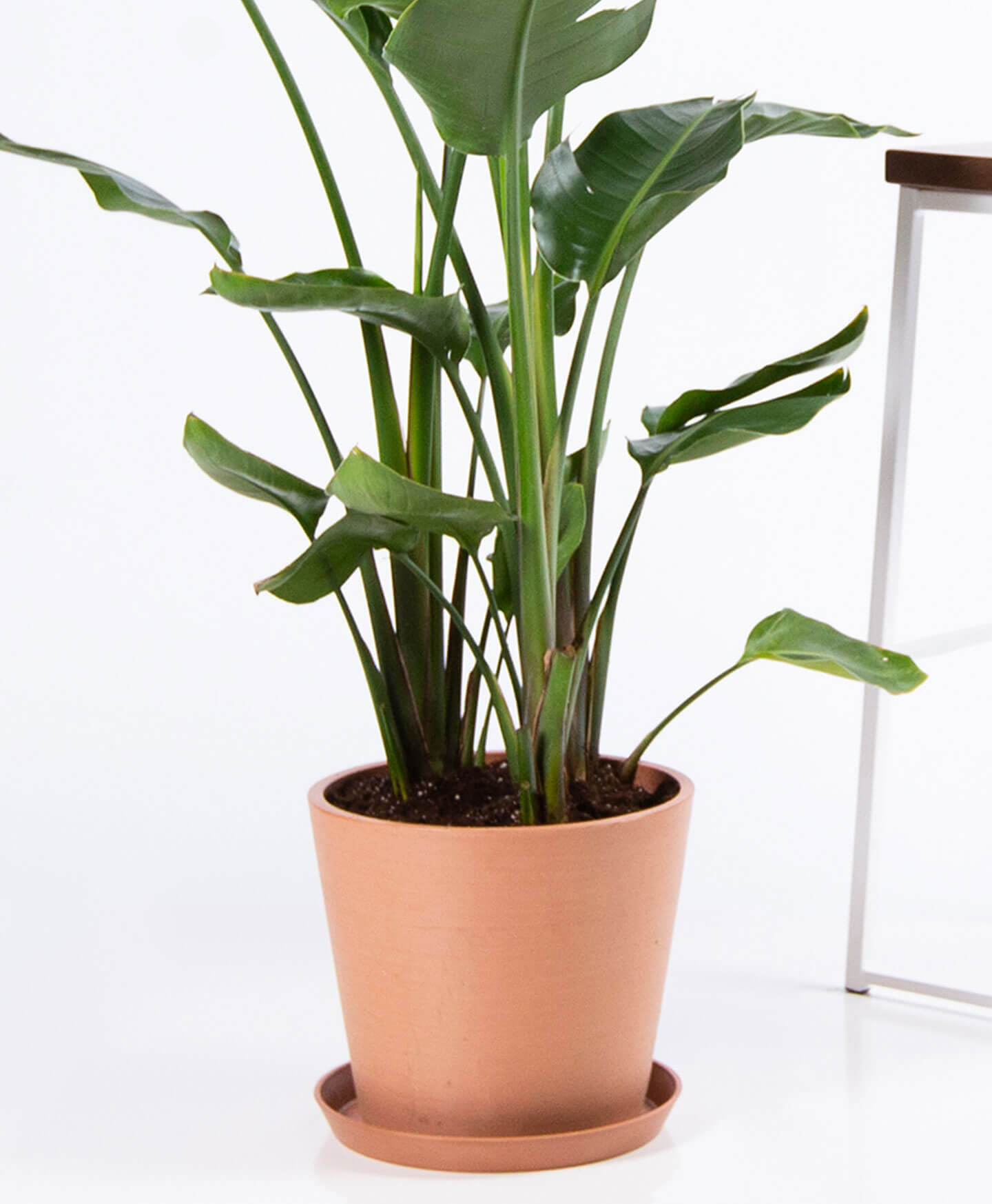 Buy Potted Bloomscape Bird of Paradise