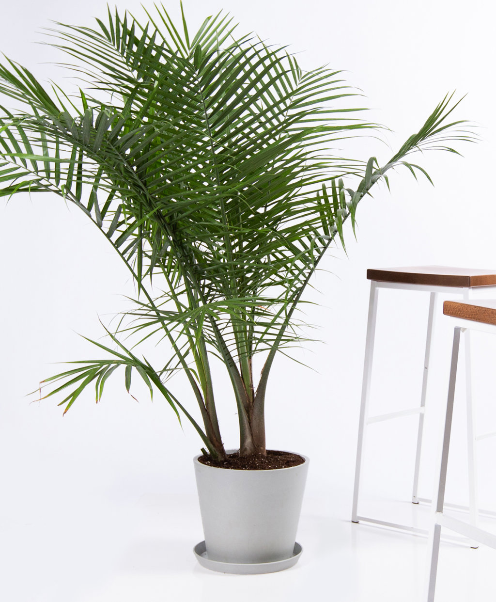  Buy  Large Potted Majesty Palm Indoor  Plant  Bloomscape