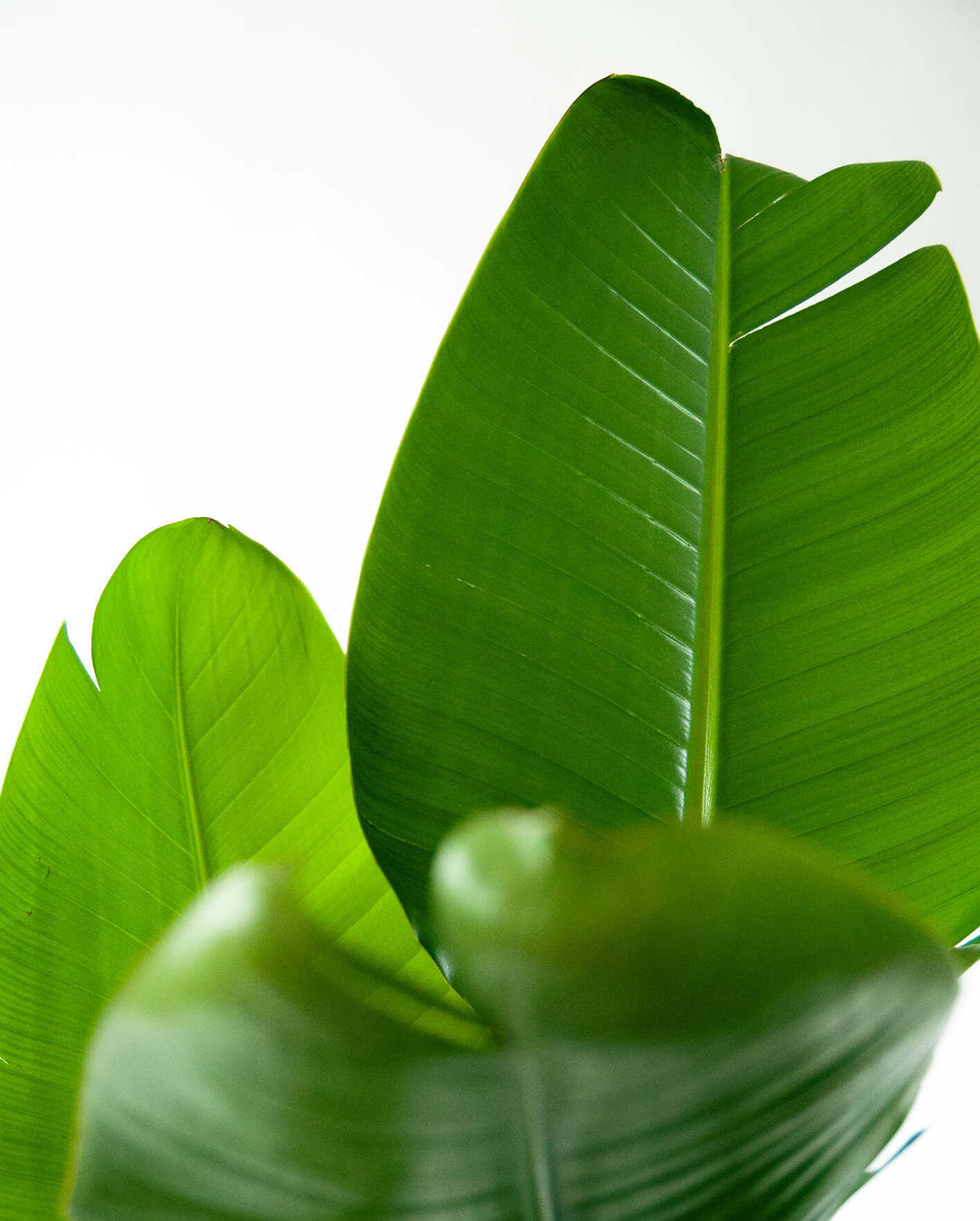 Buy Potted Bloomscape Bird of Paradise Indoor Plant Buy Potted Bloomscape Bird of Paradise Indoor Plant