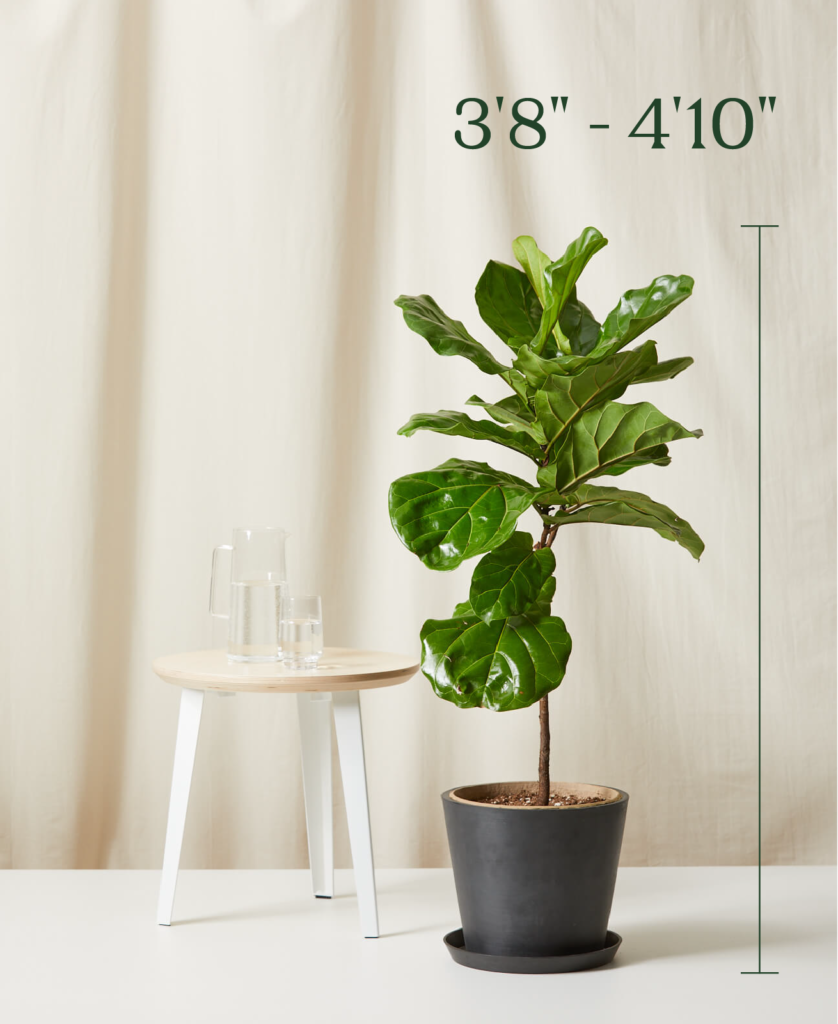 Buy Potted Fiddle Leaf Fig Indoor Plant | Bloomscape