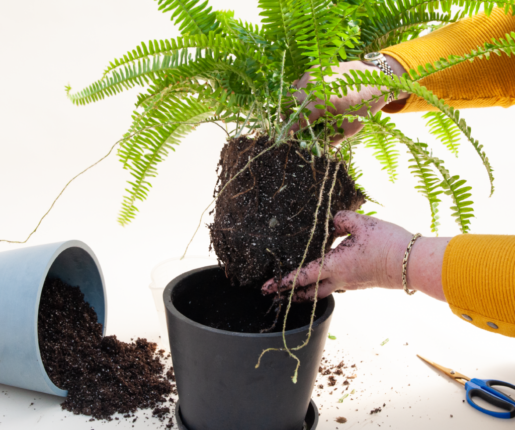 fact-or-myth-does-music-affect-plant-growth-bloomscape