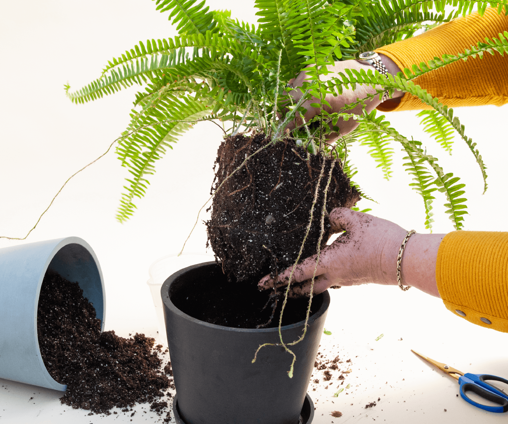 Repotting store