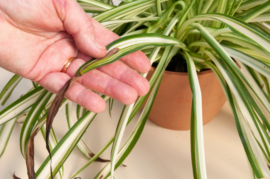 How to Trim Your Plants - Locate Damaged Leaves