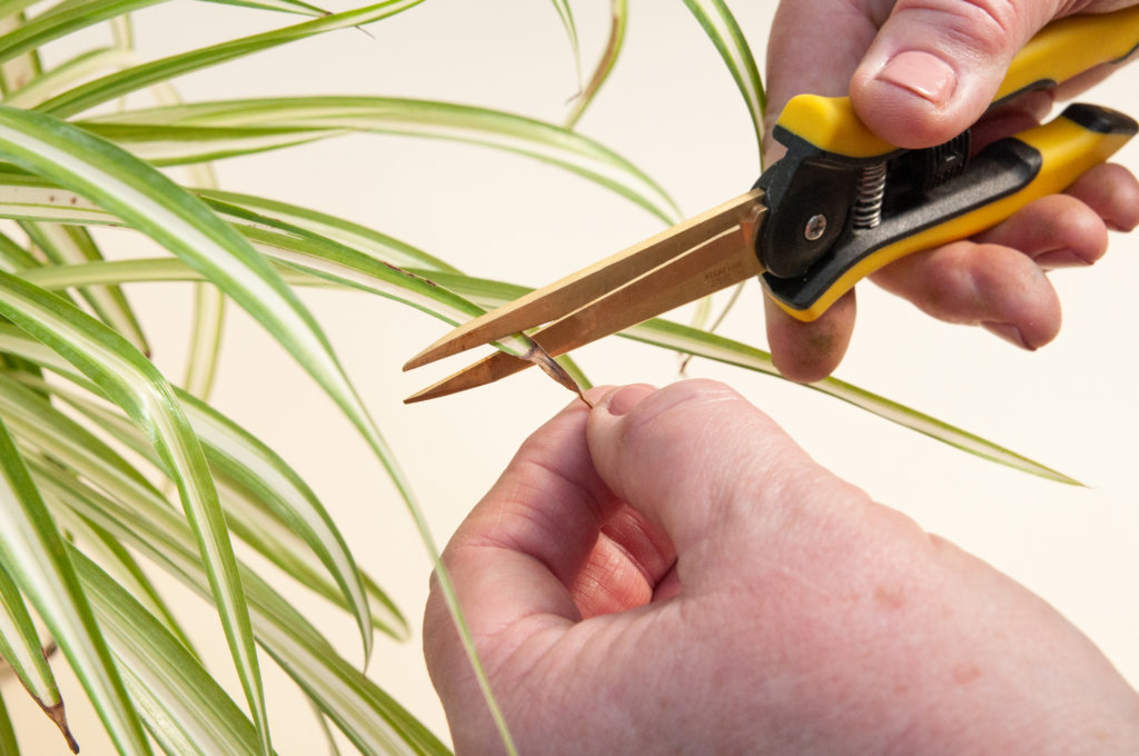 How to Trim Your Plants: Trim Brown Ends