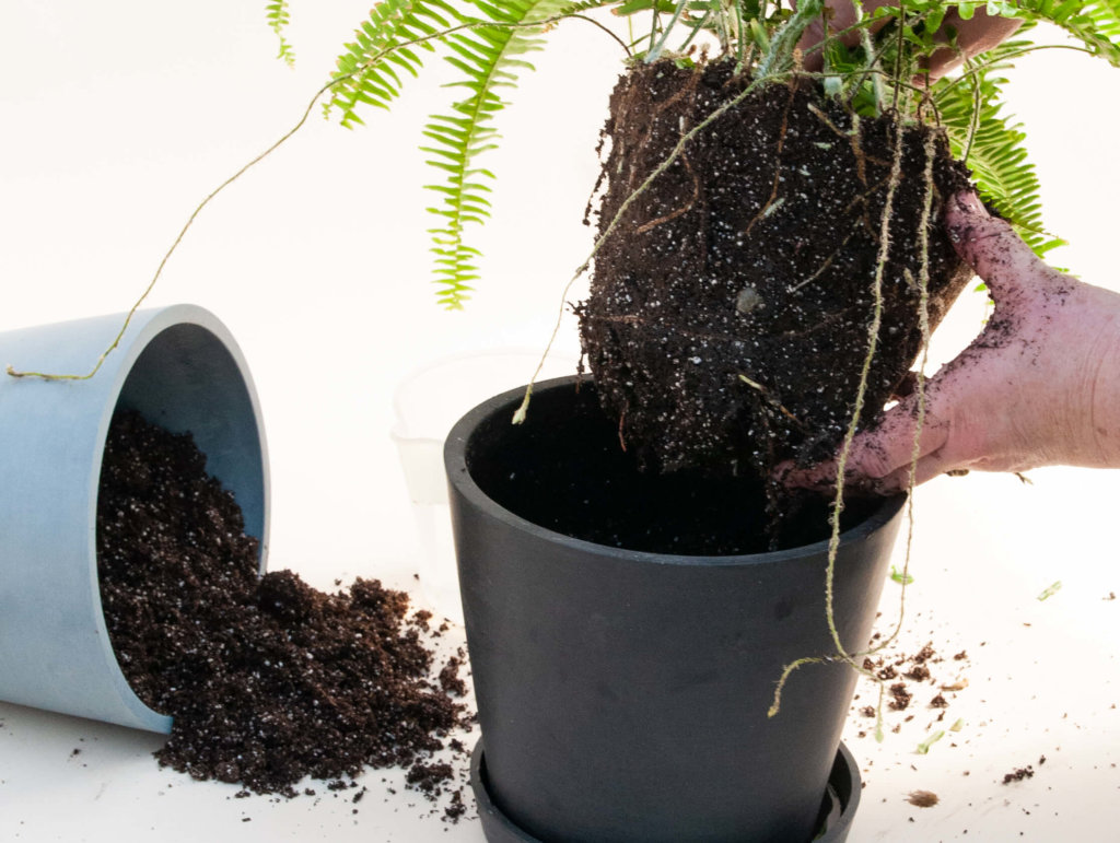 Plant Mom Pro Tips: How to Re-pot Your Plants