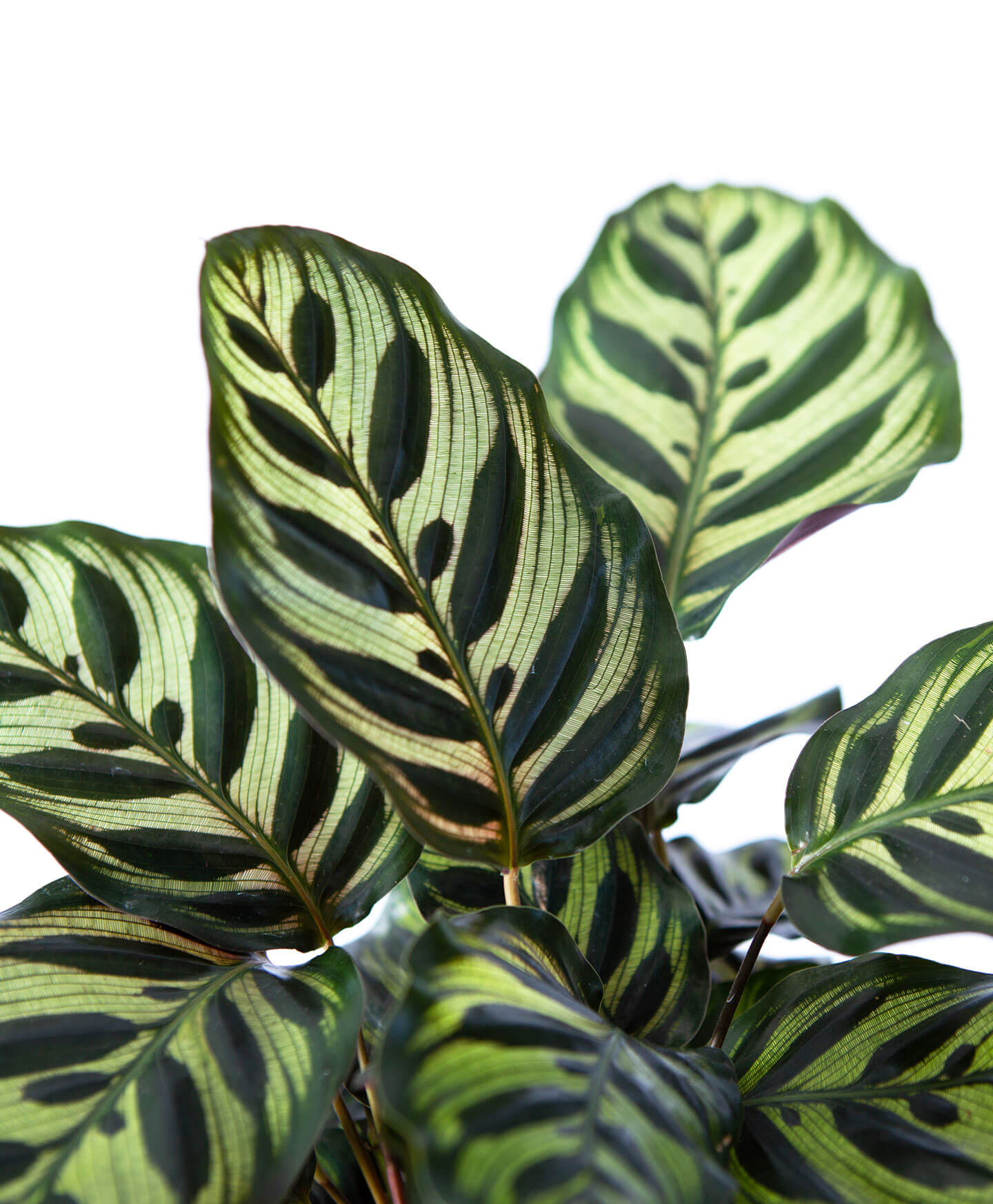 Buy Potted Calathea Peacock Indoor Plant Bloomscape Buy Potted Calathea Peacock Indoor Plant Bloomscape
