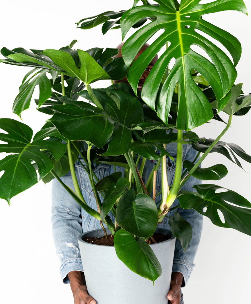 Enklest å dyrke innendørs store planter for innendørs