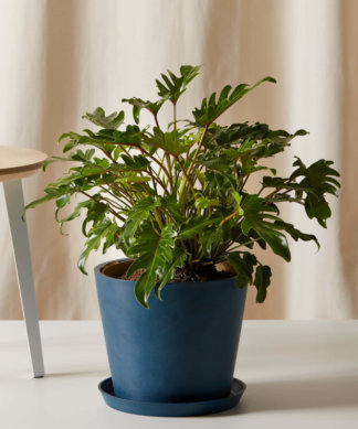 caring for philodendron deja vu caring for philodendron deja vu