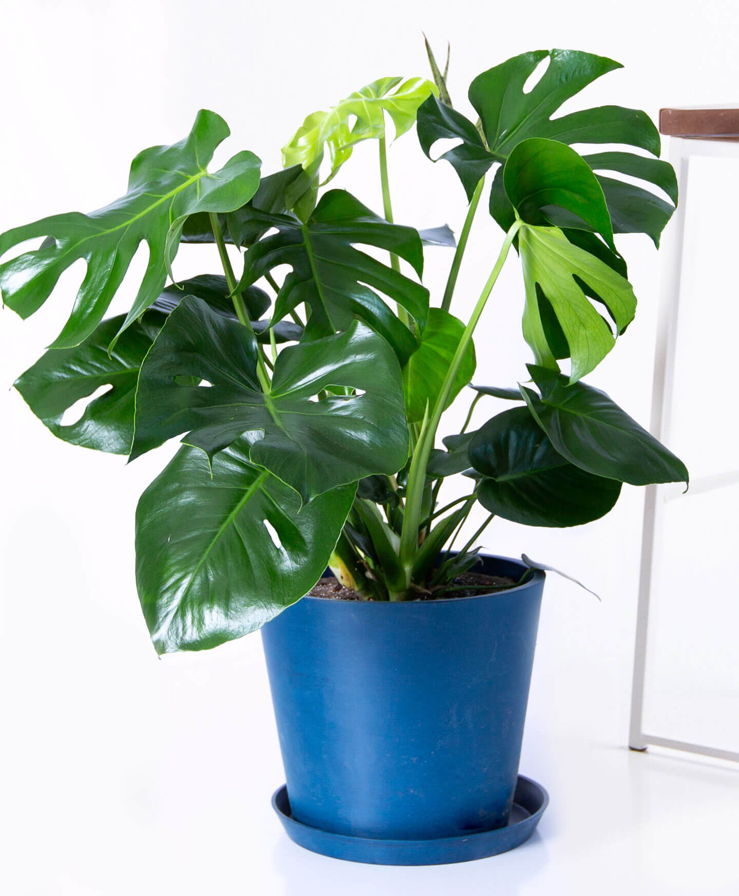 Buy Large, Potted Monstera Indoor Plant Bloomscape