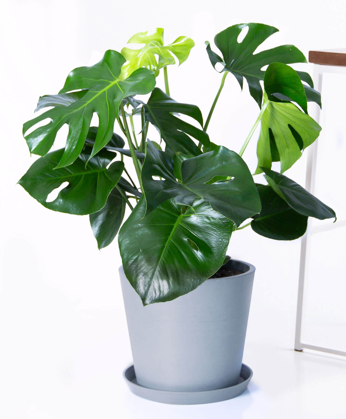 Why Are The Leaves On My Monstera Limp And Drooping Bloomscape   Bloomscape Product Monstera Slate 