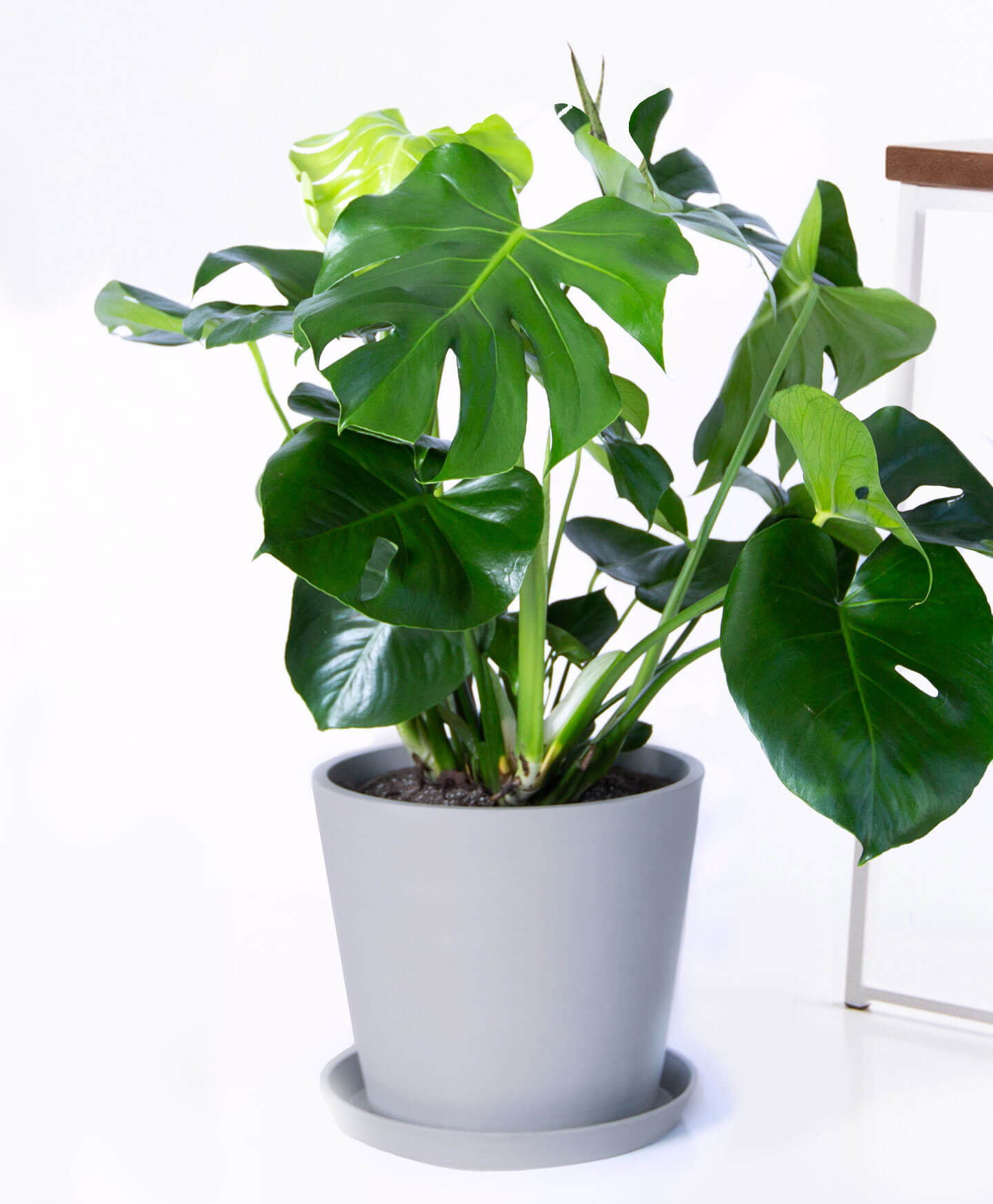 Buy Large Potted Monstera  Indoor Plant  Bloomscape