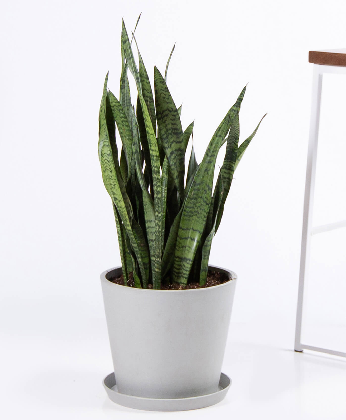 Buy 3 Foot Potted Snake Plant Sansevieria Bloomscape