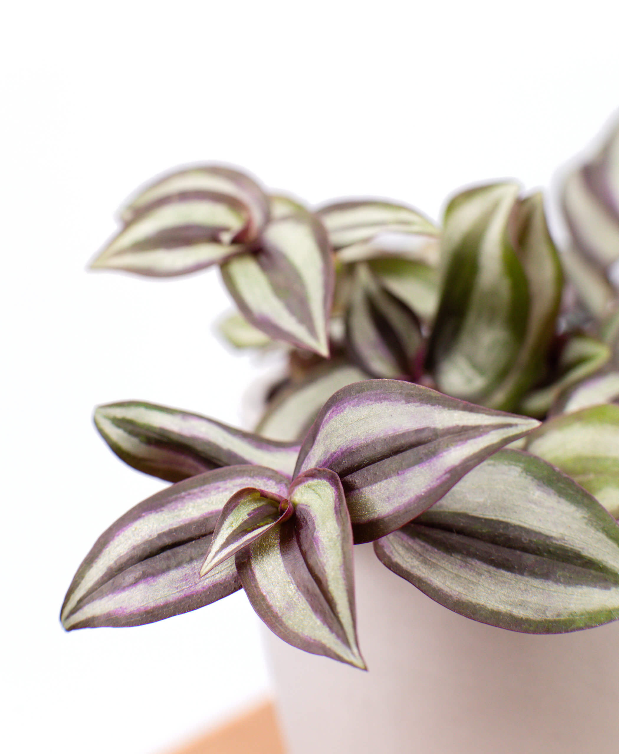 Buy Potted Bloomscape Tradescantia Zebrina