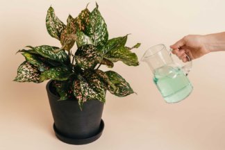 how to fertilize your indoor plant
