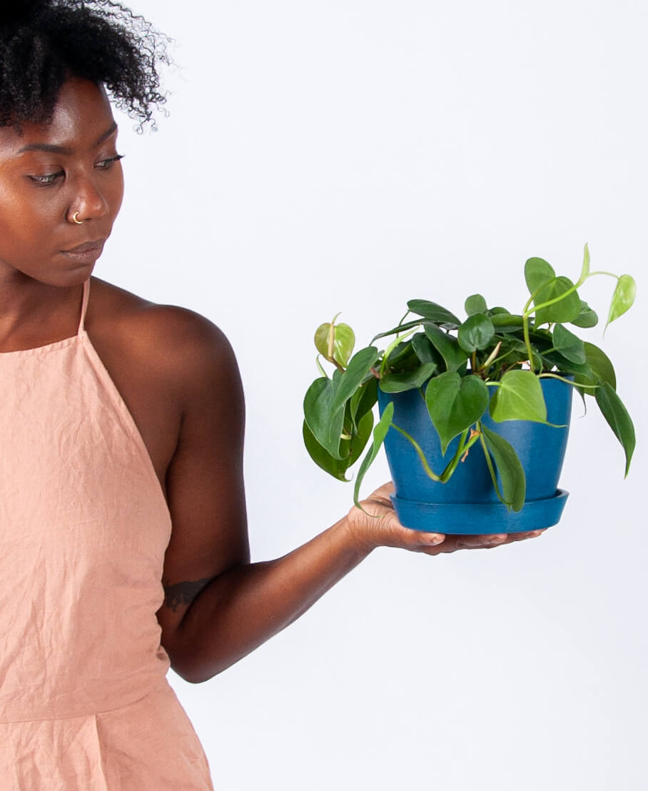 Buy Potted Bloomscape Heartleaf Philodendron Buy Potted Bloomscape Heartleaf Philodendron
