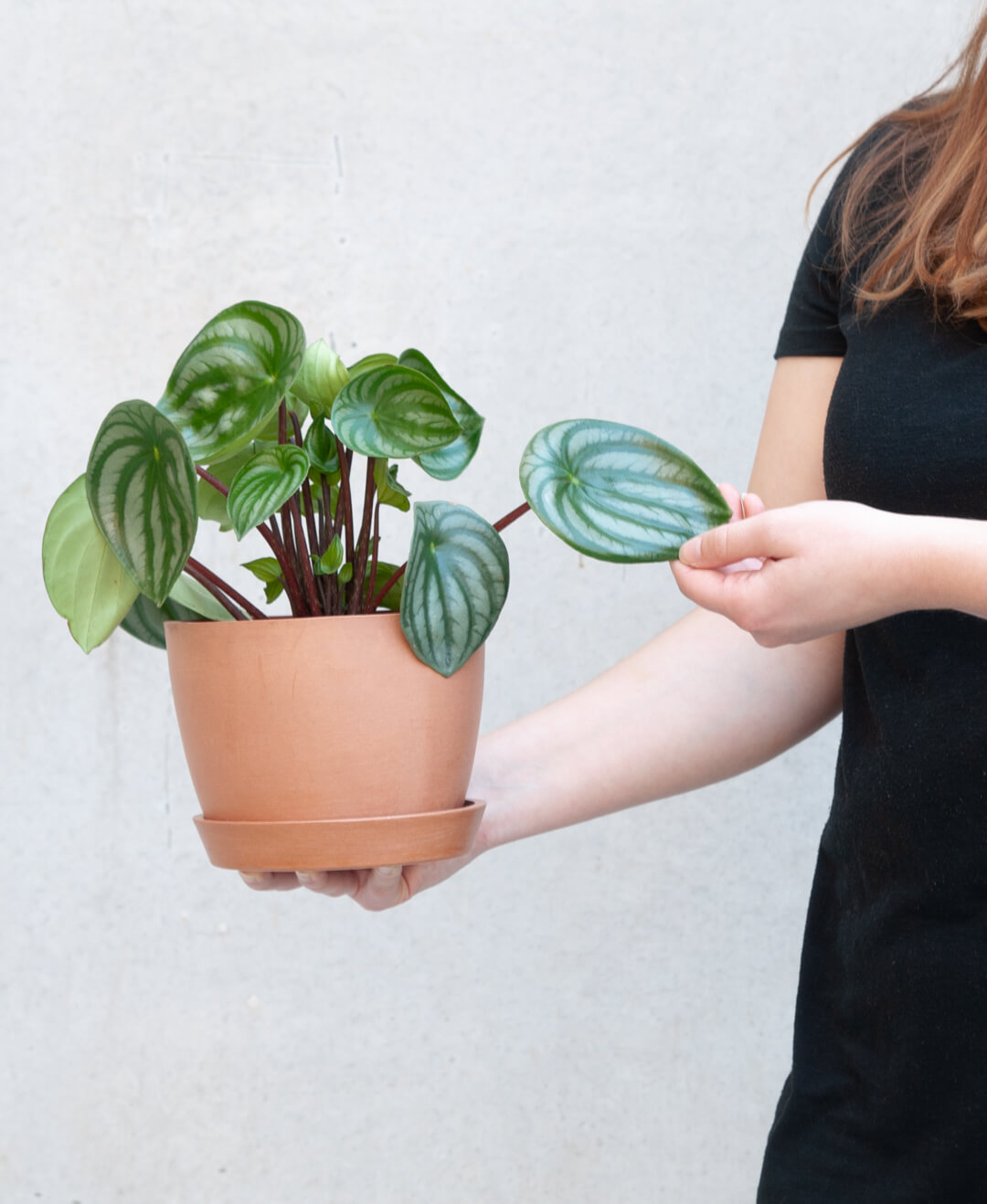 How to Care for a Watermelon Peperomia | Bloomscape How to Care for a Watermelon Peperomia | Bloomscape