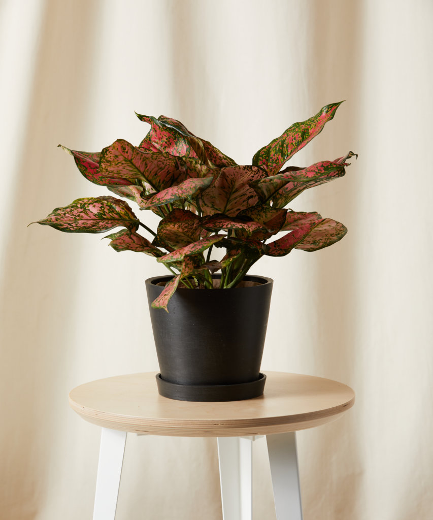 Buy Potted Philodendron Heartleaf, Indoor Houseplant Bloomscape