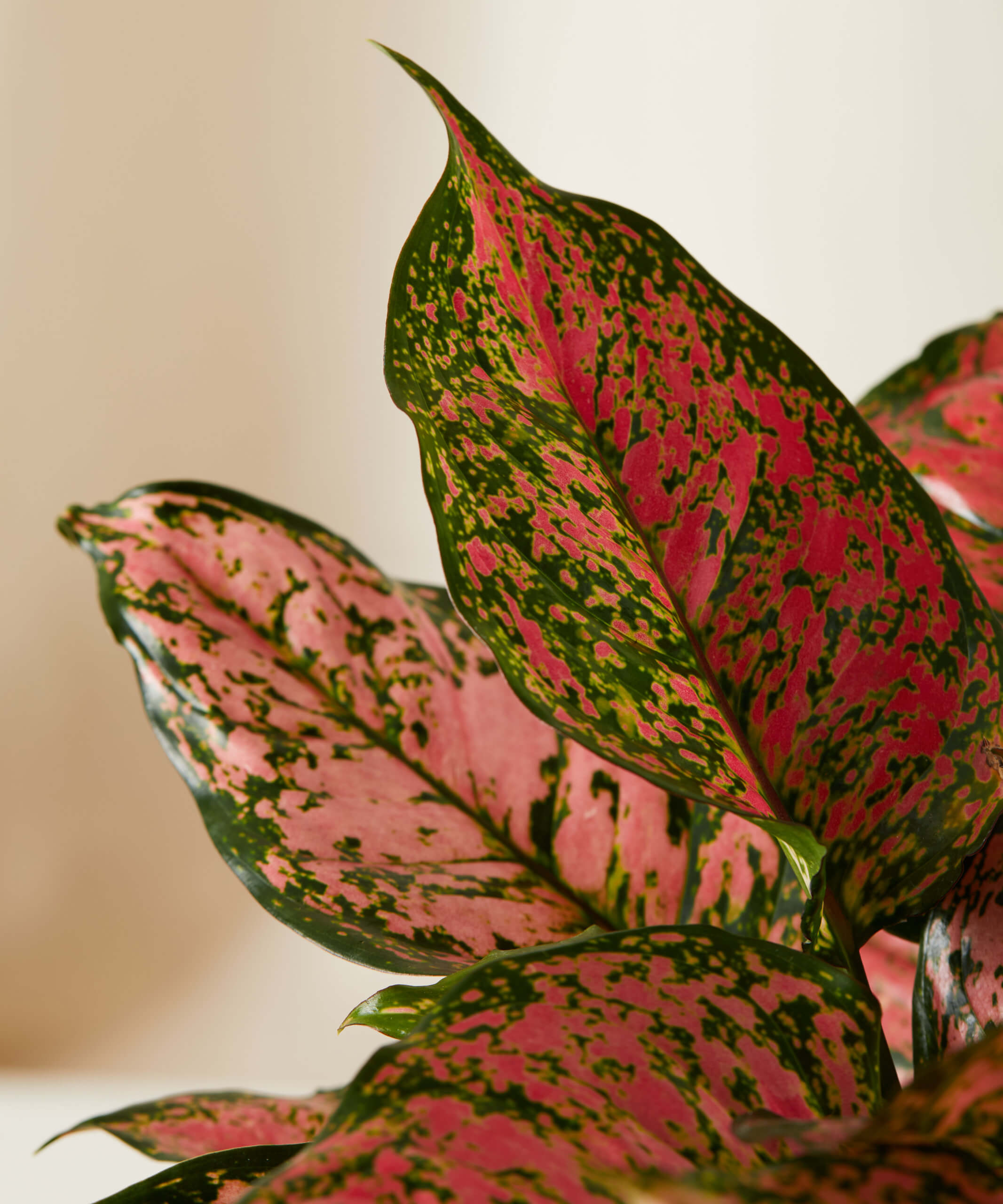 aglaonema 101: how to care for aglaonemas | bloomscape